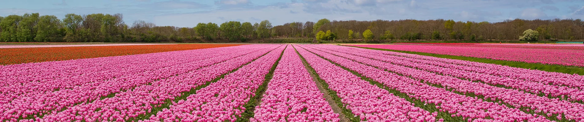 Выставка цветов в Нидерландах
