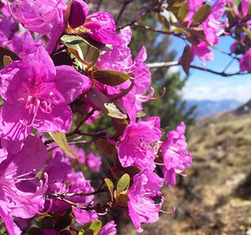 Цветение маральника в мае на Алтае
